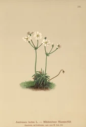 Androsace lattiginosa (Androsace lactea, Androsace lactiflora)